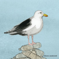 seagull detail