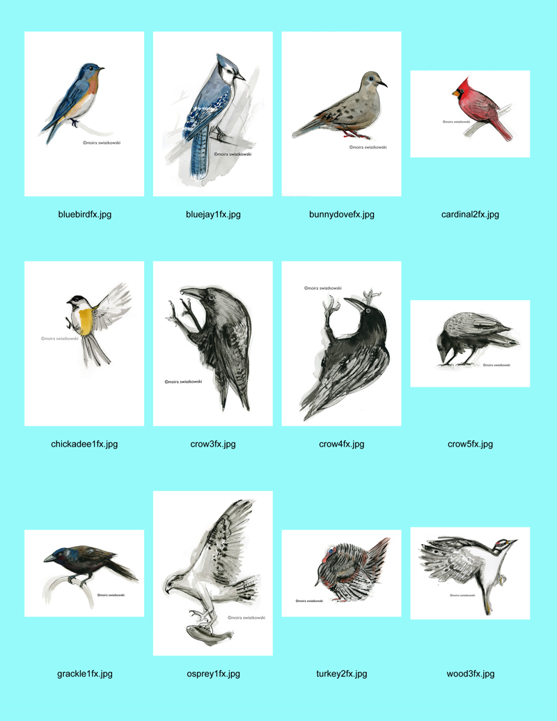 bird contact page